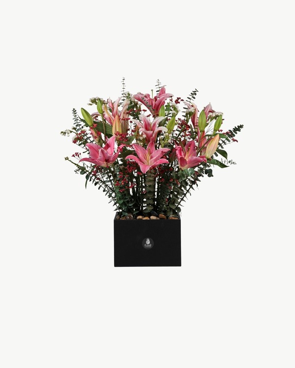 Stargazer Lily Box