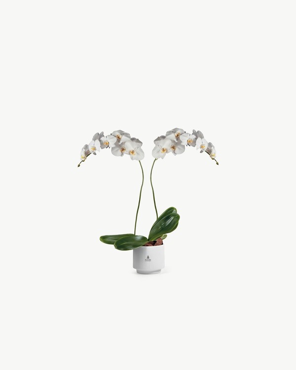 White Phalaenopsis Orchid