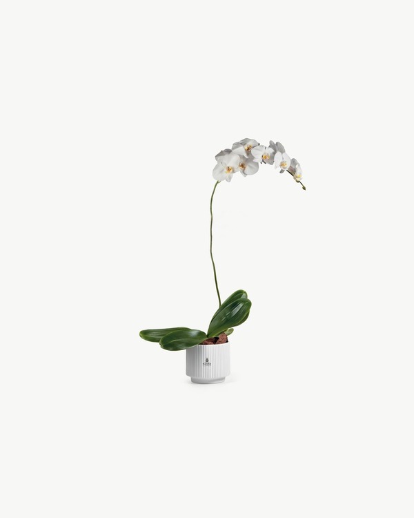 Ivory Phalaenopsis Orchid