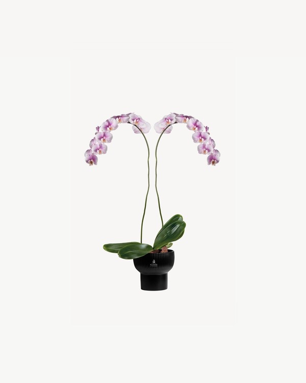 Noir Blush Orchid