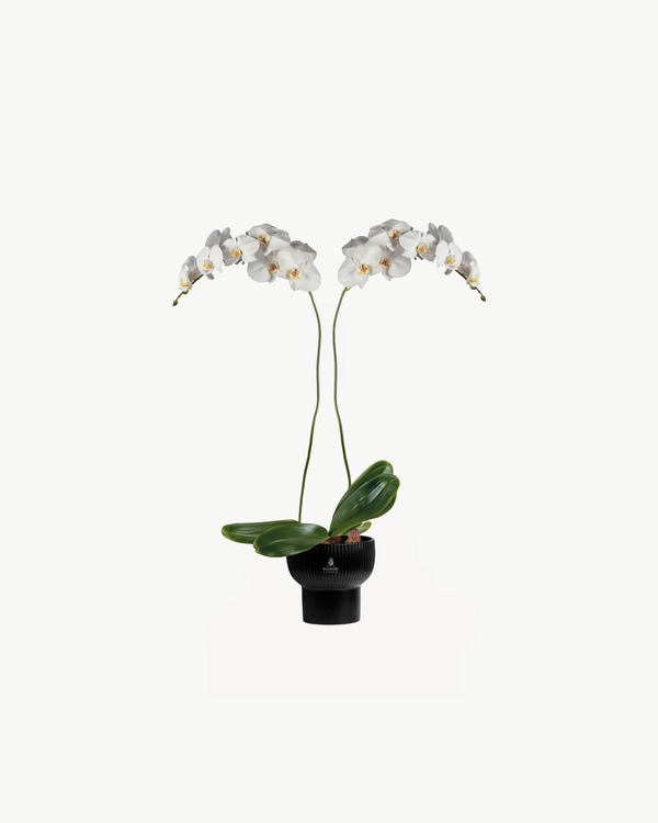 Midnight White Orchid