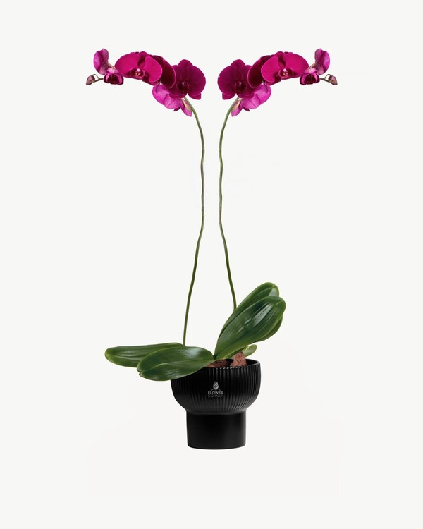 Fuchsia Noir Orchid