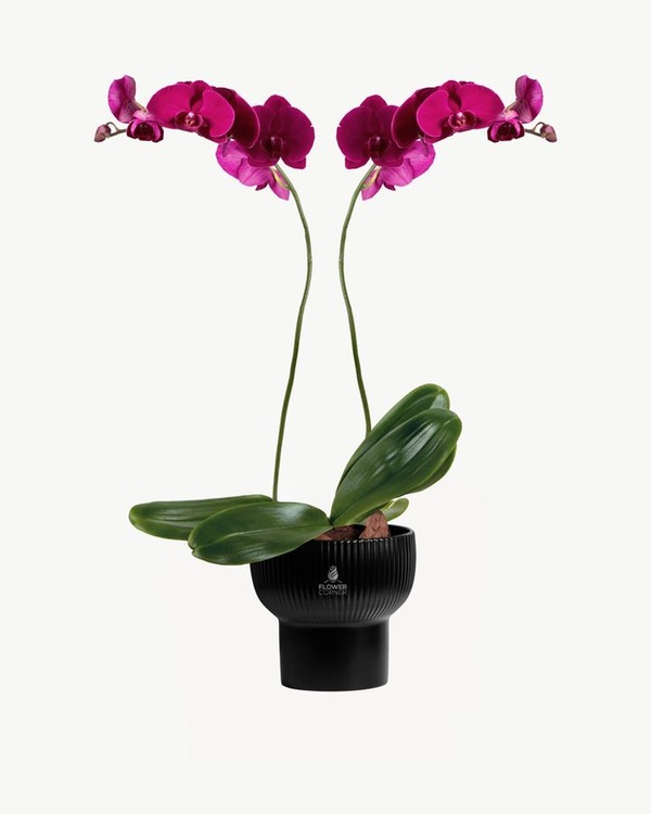 Magenta Orchid Duo