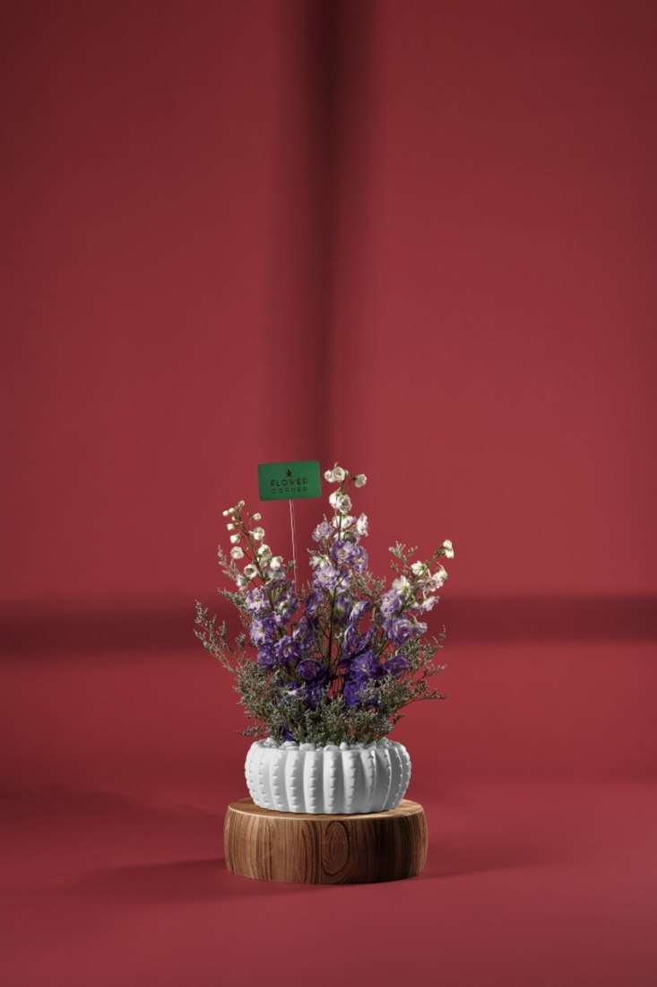 Delphinium Delight