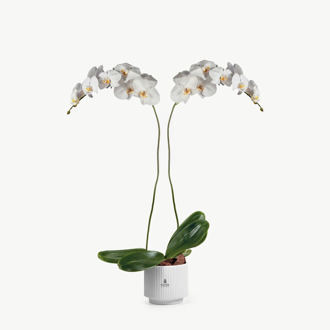 Majestic Meadows Arrangement