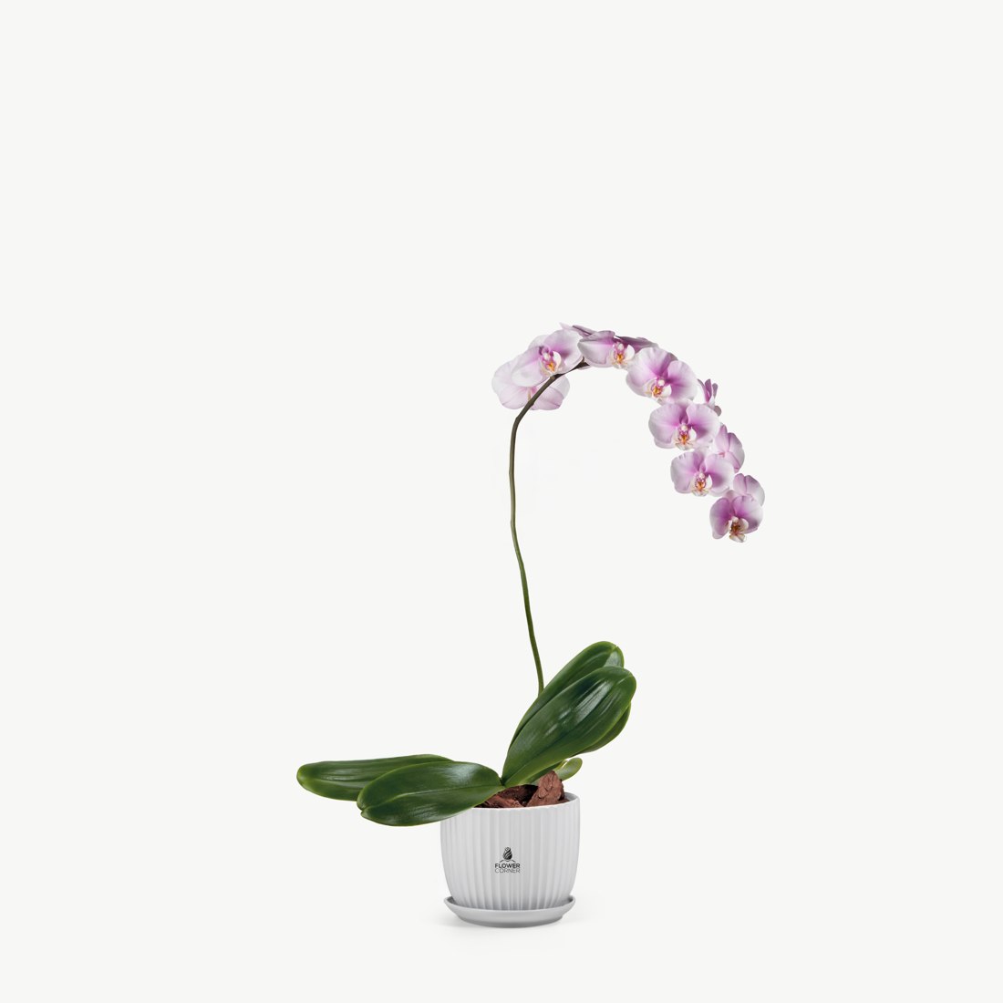Limonium Serenade