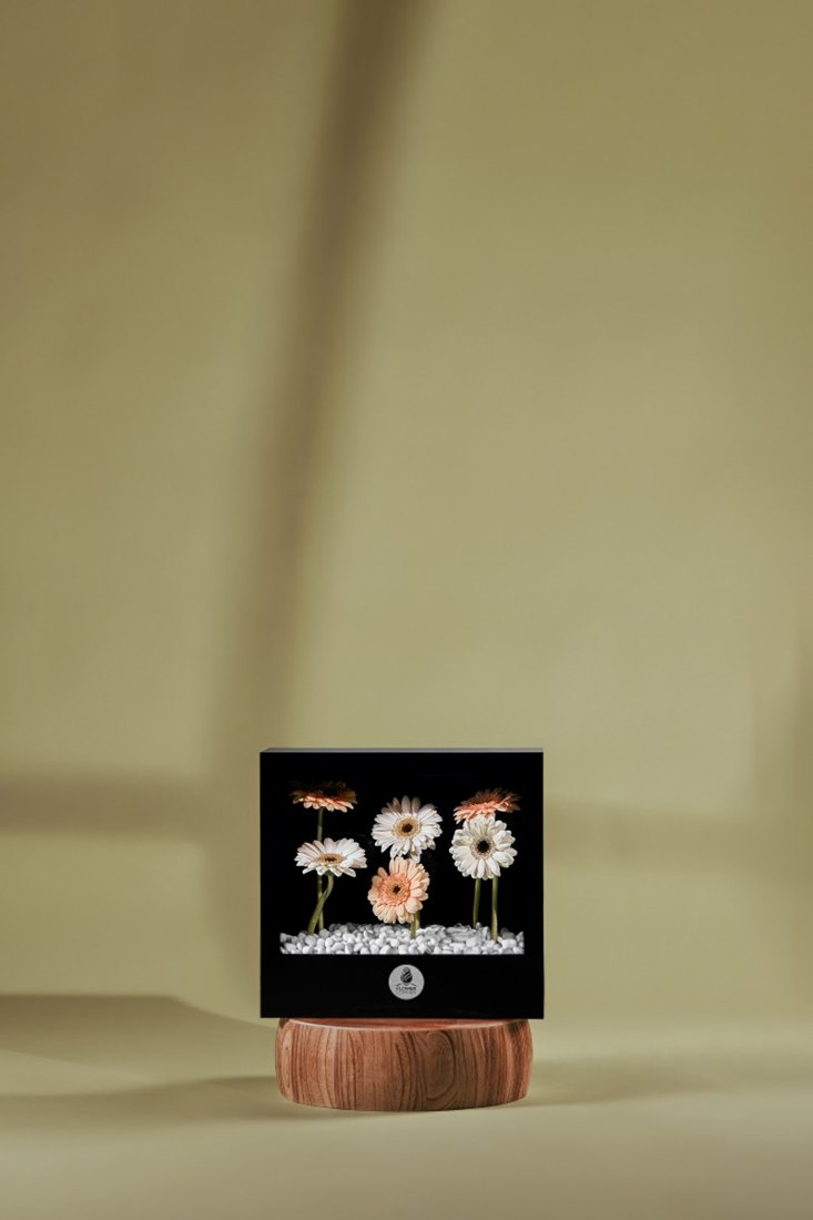 Gerbera Window Delight