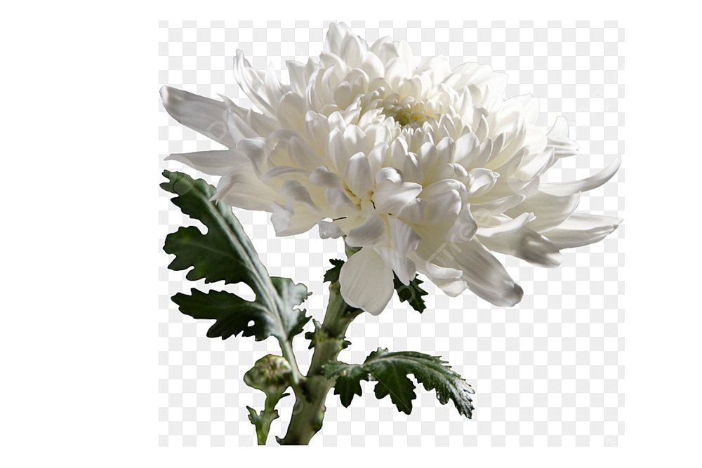 Flower Shop in Muweilah Sharjah: Fresh Blooms for Every Occasion
