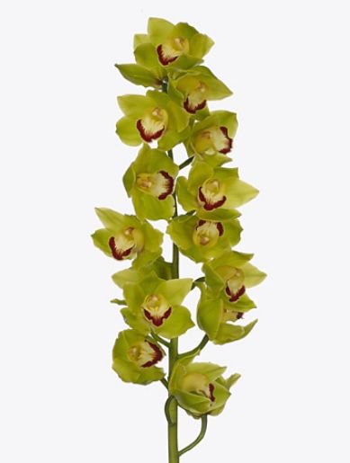 Where To Buy Cheap Plants In Sharjah: Flower Corner Guide