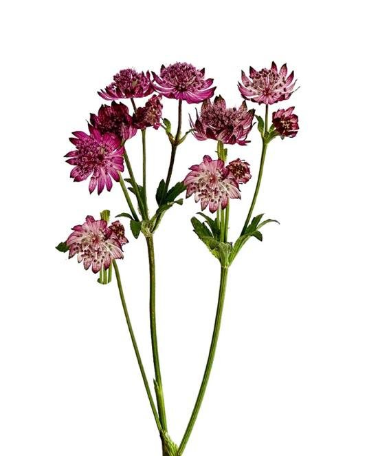 Flower Shop Abu Dhabi: Where Freshness Meets Elegance
