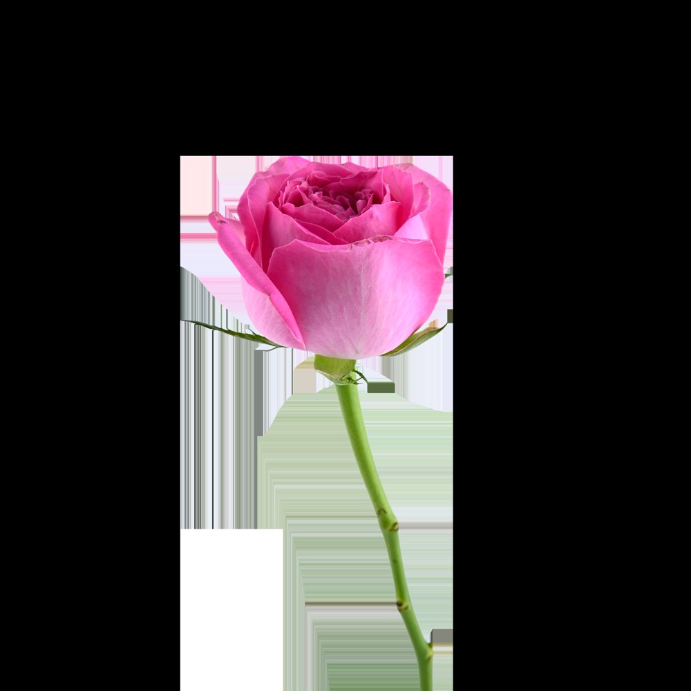 Caring for Fresh-Cut Roses Through the Week