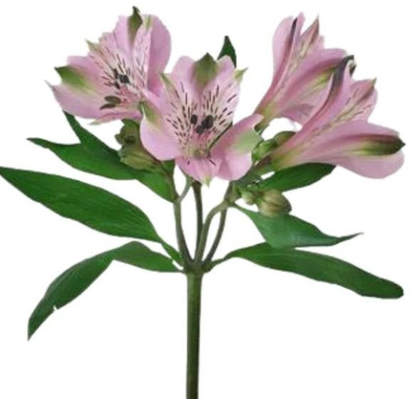 The Best Sharjah Flower Shop for Fresh, Beautiful Arrangements