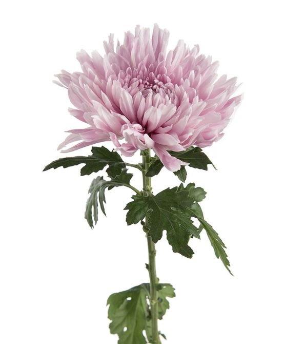 Best Corner Flower in Dubai: Where to Find Fresh, Beautiful Arrangements
