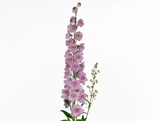 Flower Shop in Sharjah: Fresh Blooms & Same-Day Delivery