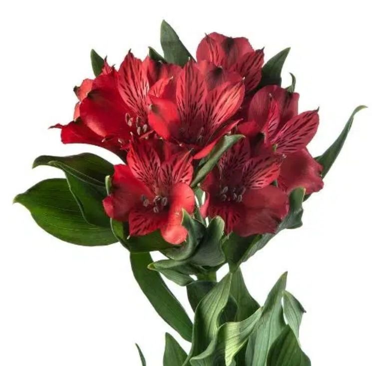 Fresh Flowers in Muwaileh, Sharjah — Delivered to Your Door