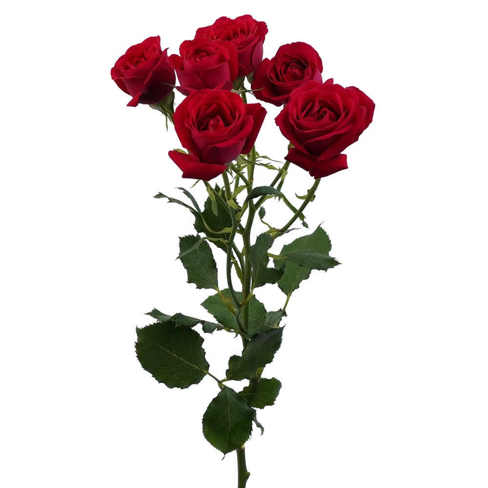 Flower Shop in Old Muweilah Sharjah: Fresh Flowers & Same-Day Delivery