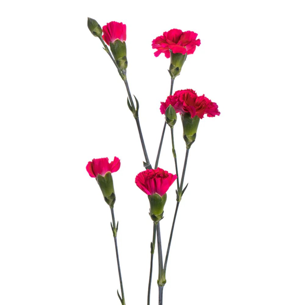 Fresh Flowers Delivered Across Sharjah