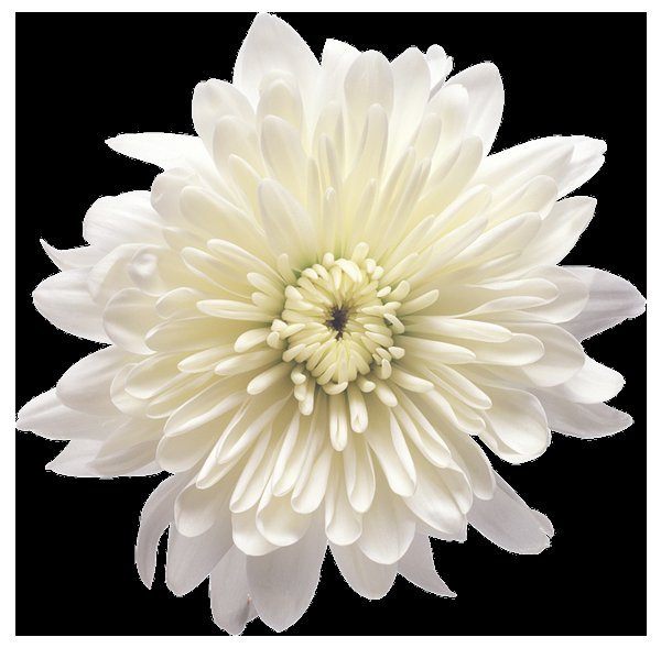 Petals of Prestige: UAE’s Top-Rated Online Flower Shop