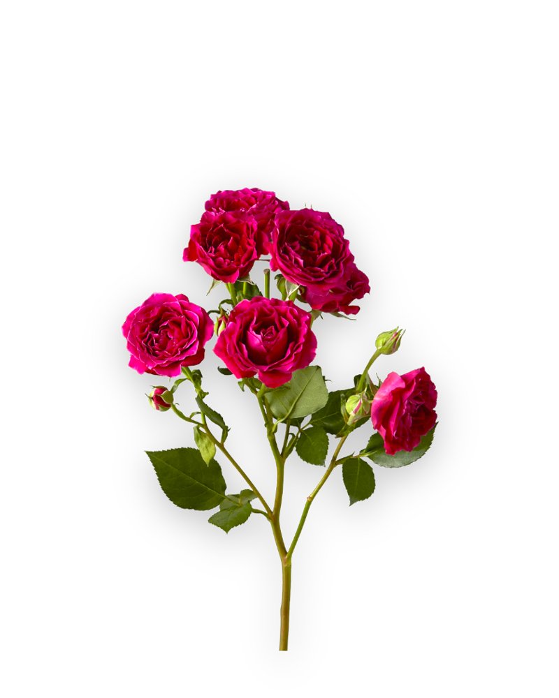 Your Go-To Flower Centre in Dubai & Sharjah