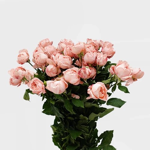 Fresh Flowers in Muwaileh: Delivery to Your Door
