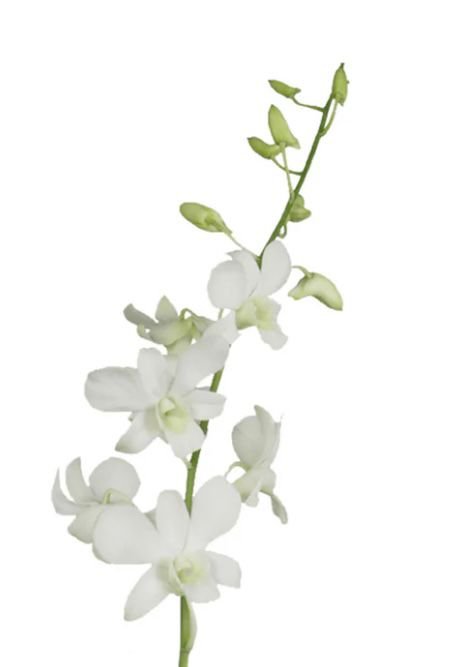 Find the Best Cake Shop Near Me in Dubai and Sharjah with Flower Corner