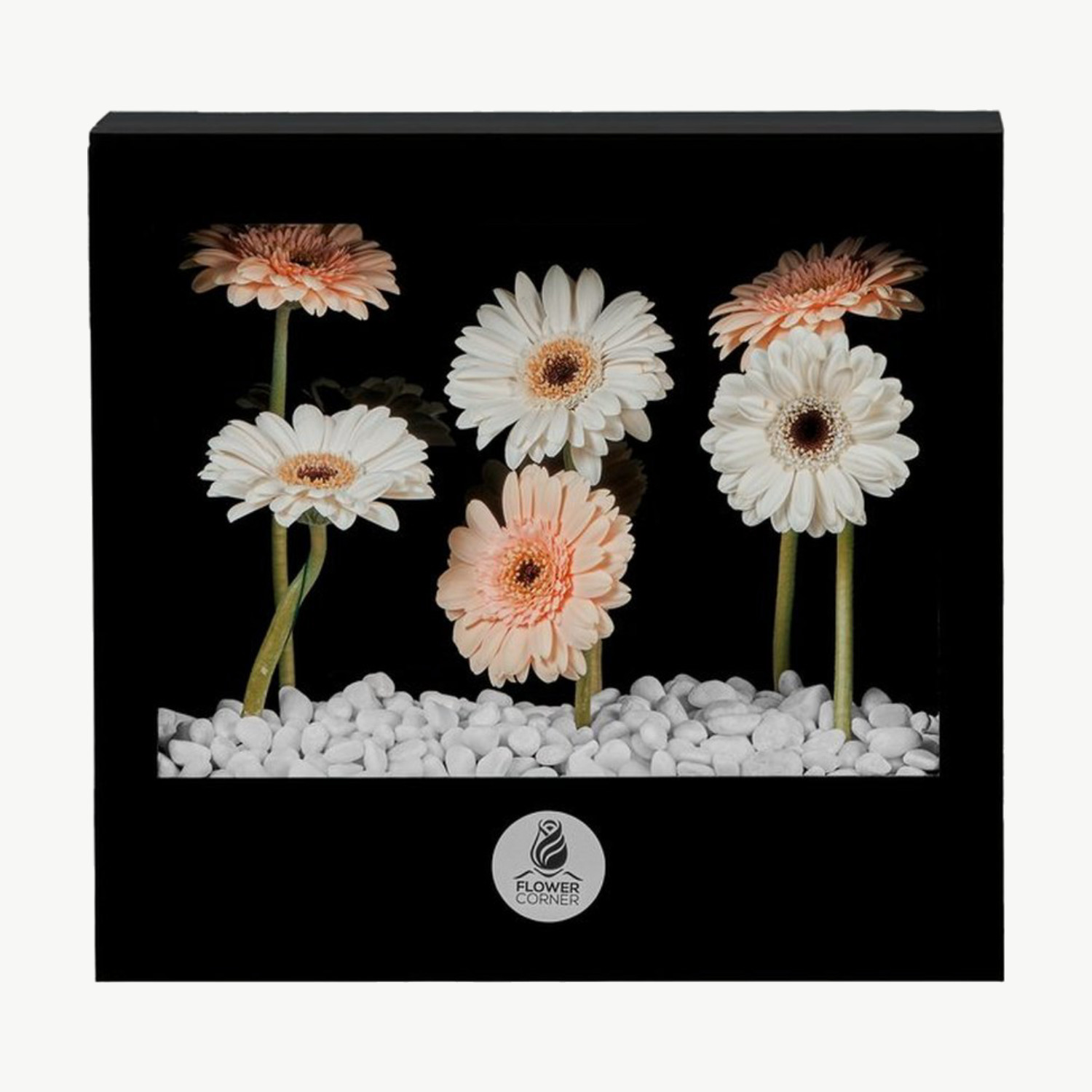Peach & Cream Gerbera Window