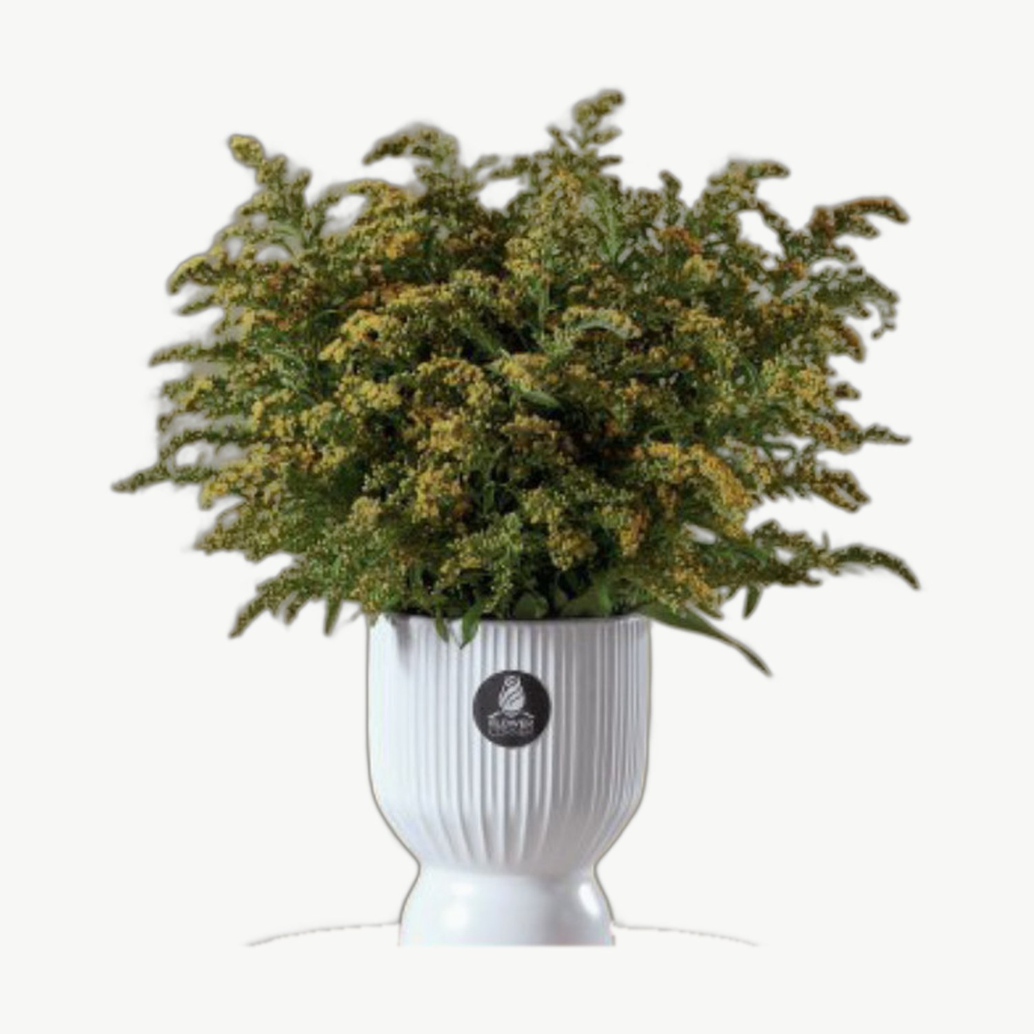 Green Plant Pot