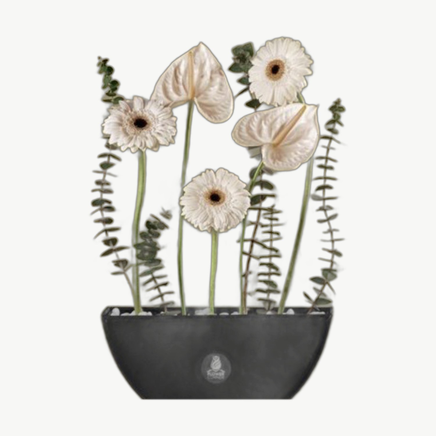 White Gerbera Bowl