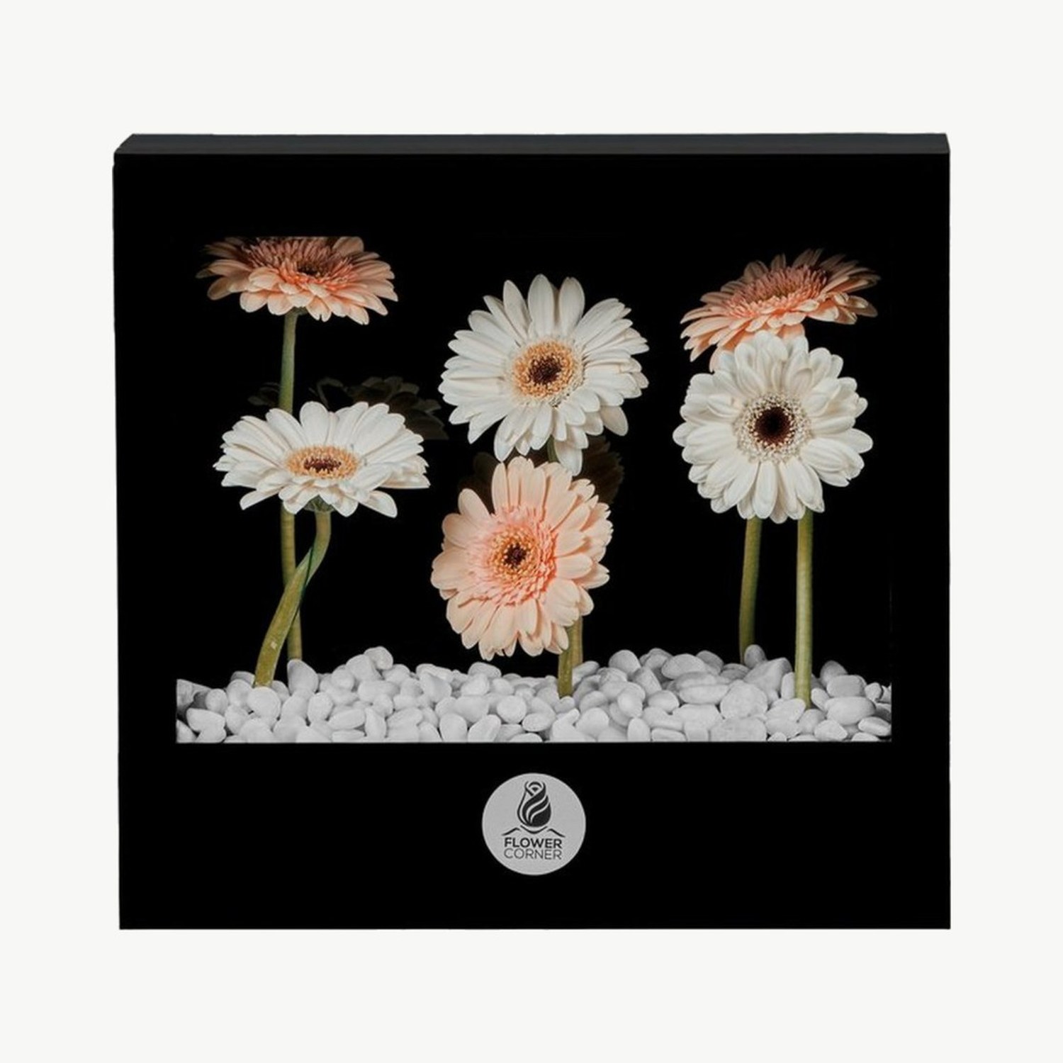 Peach & Cream Gerbera Window