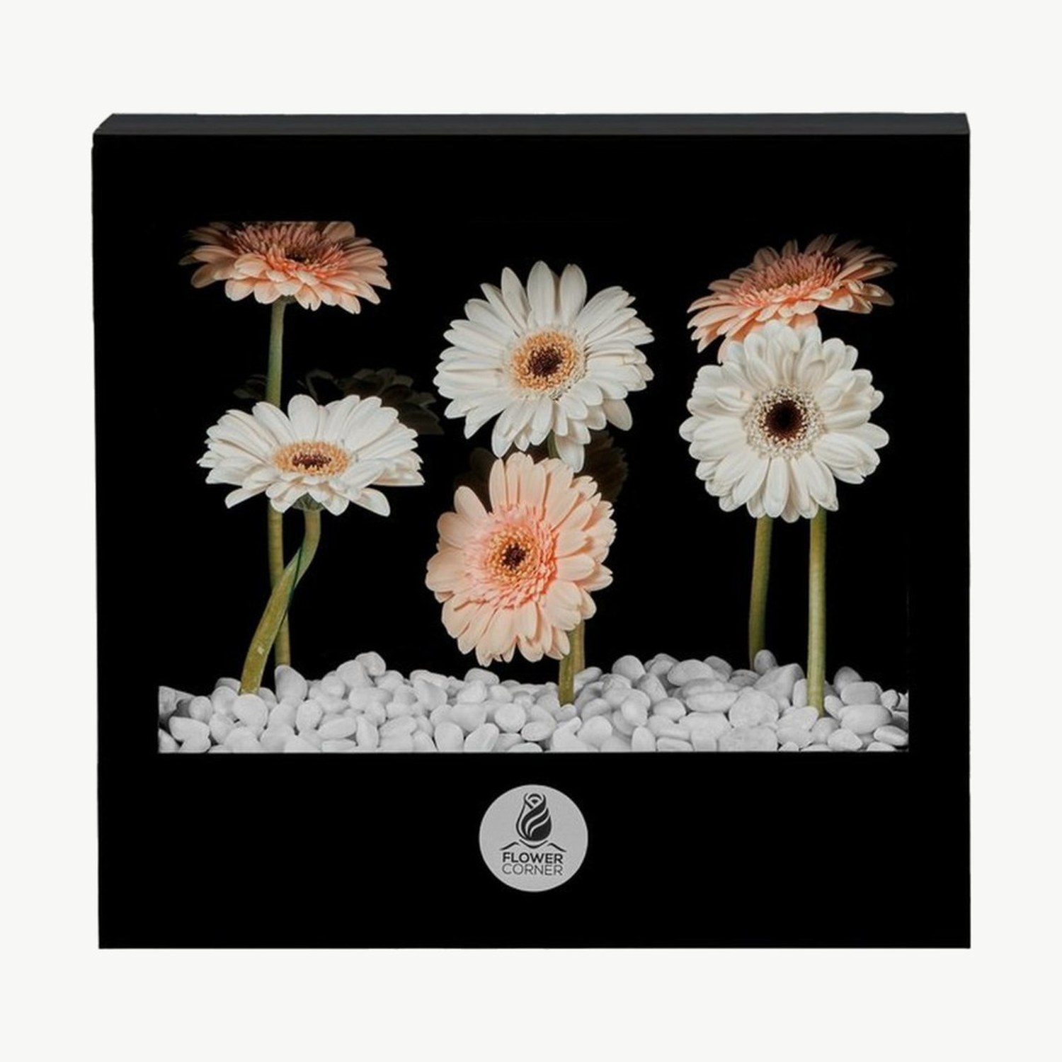 Peach & Cream Gerbera Window