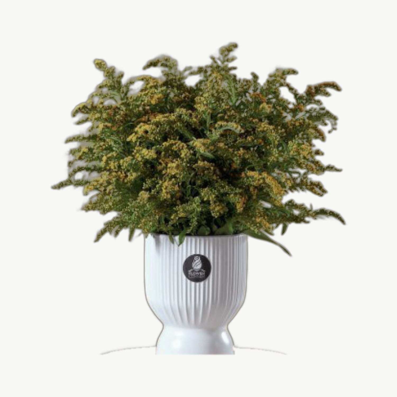 Green Plant Pot