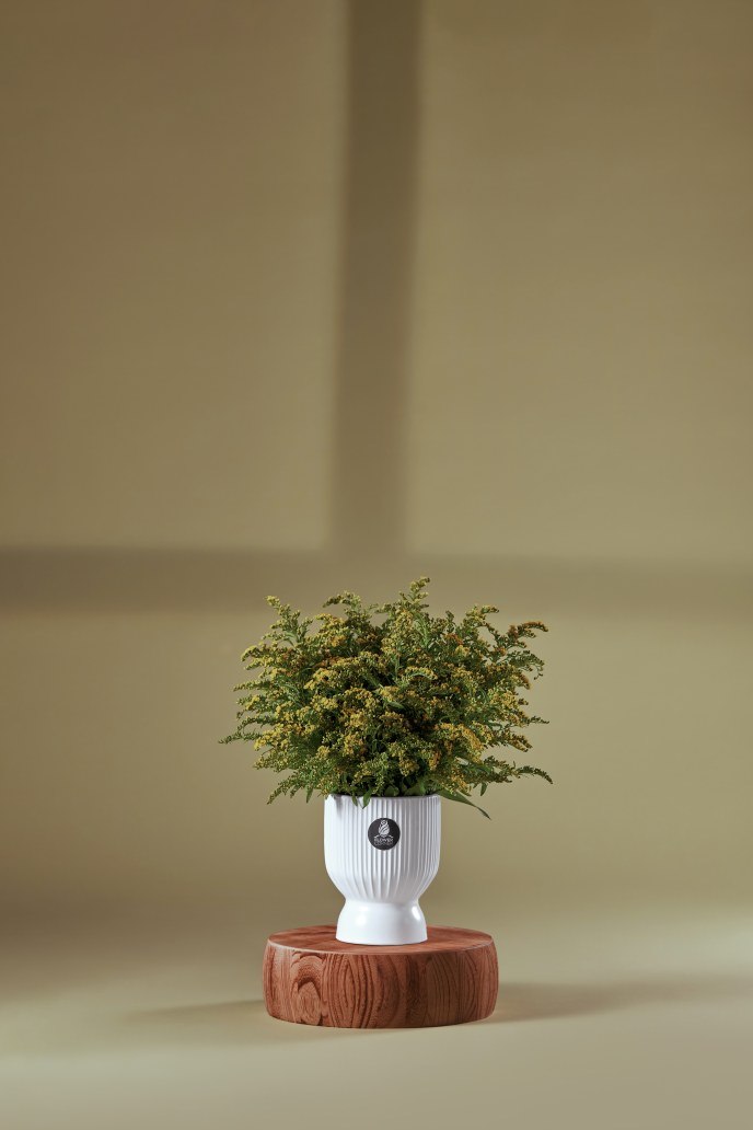 Golden Glow Vase — Studio Series arrangement by Flower Corner, Sharjah