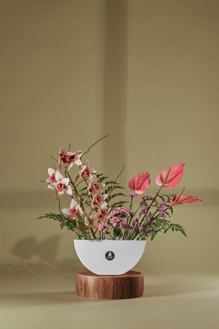 Blush Orchid & Anthurium Bowl — Studio Series arrangement by Flower Corner, Sharjah