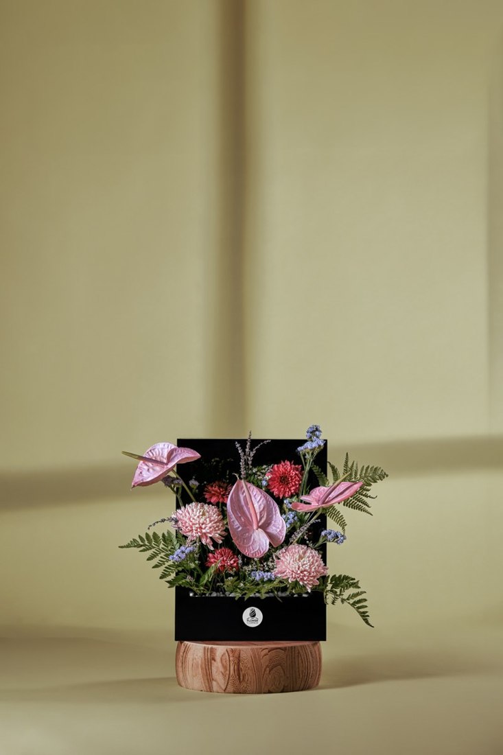 Blush Anthurium & Chrysanthemum Black Box — Studio Series arrangement by Flower Corner, Sharjah