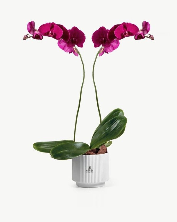 Magenta Phalaenopsis Orchid