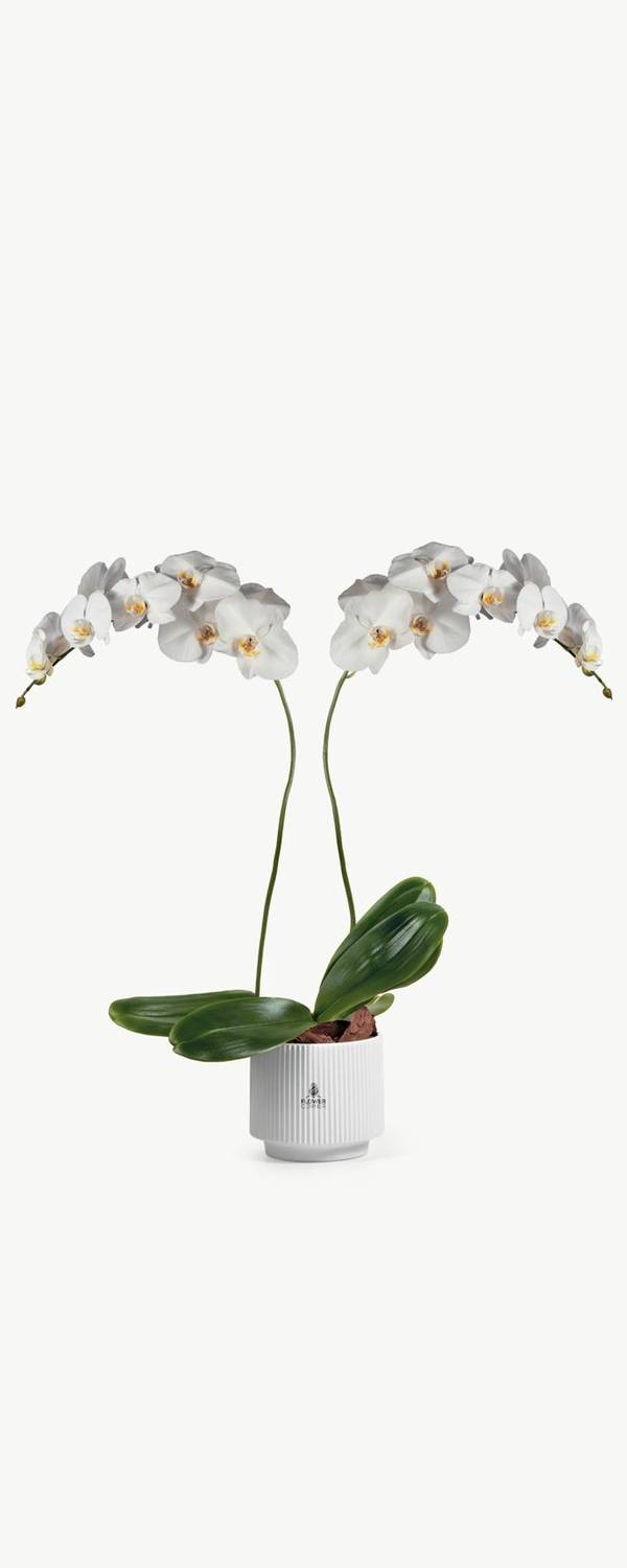 White Phalaenopsis Orchid