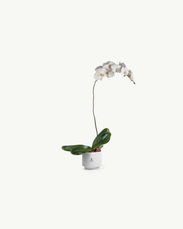 Ivory Phalaenopsis Orchid