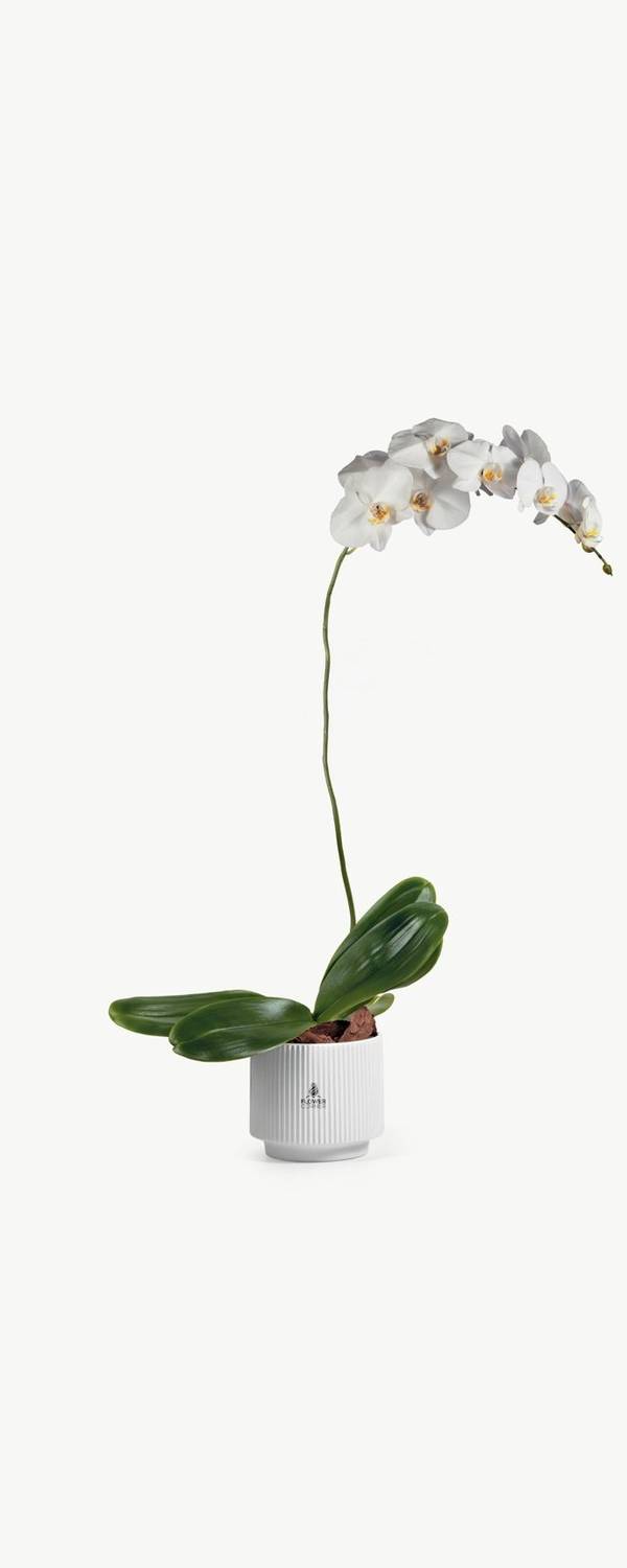 Ivory Phalaenopsis Orchid