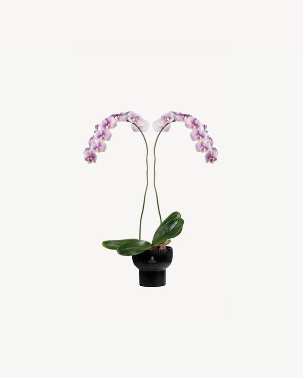 Noir Blush Orchid