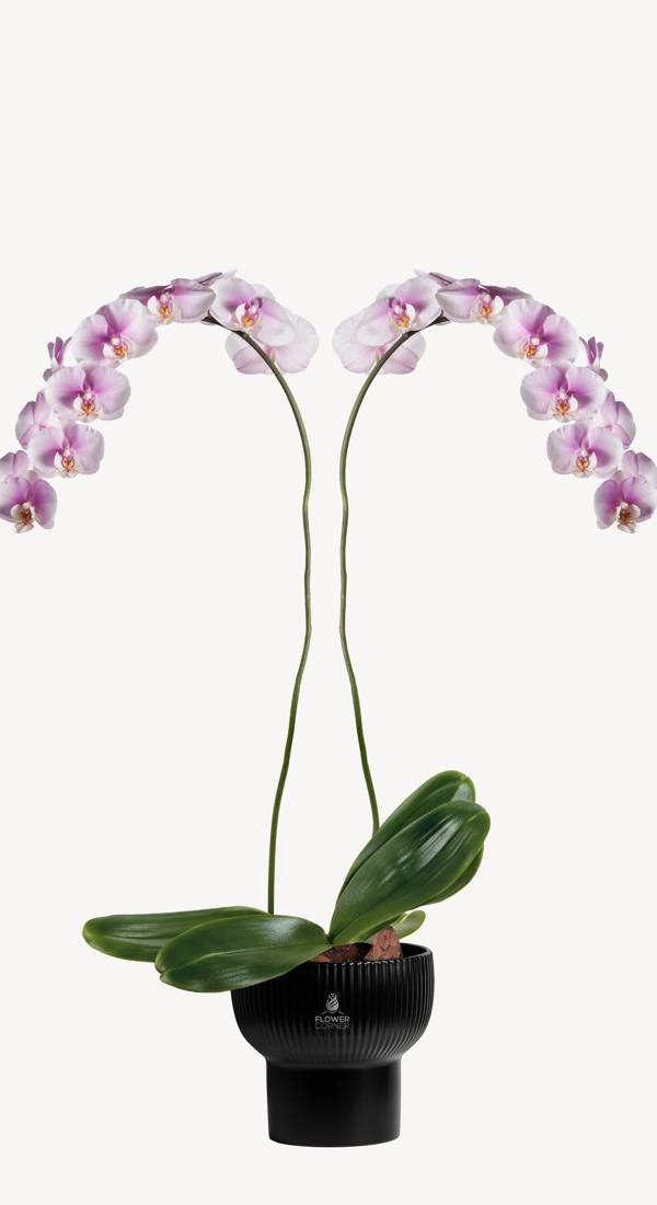 Noir Blush Orchid