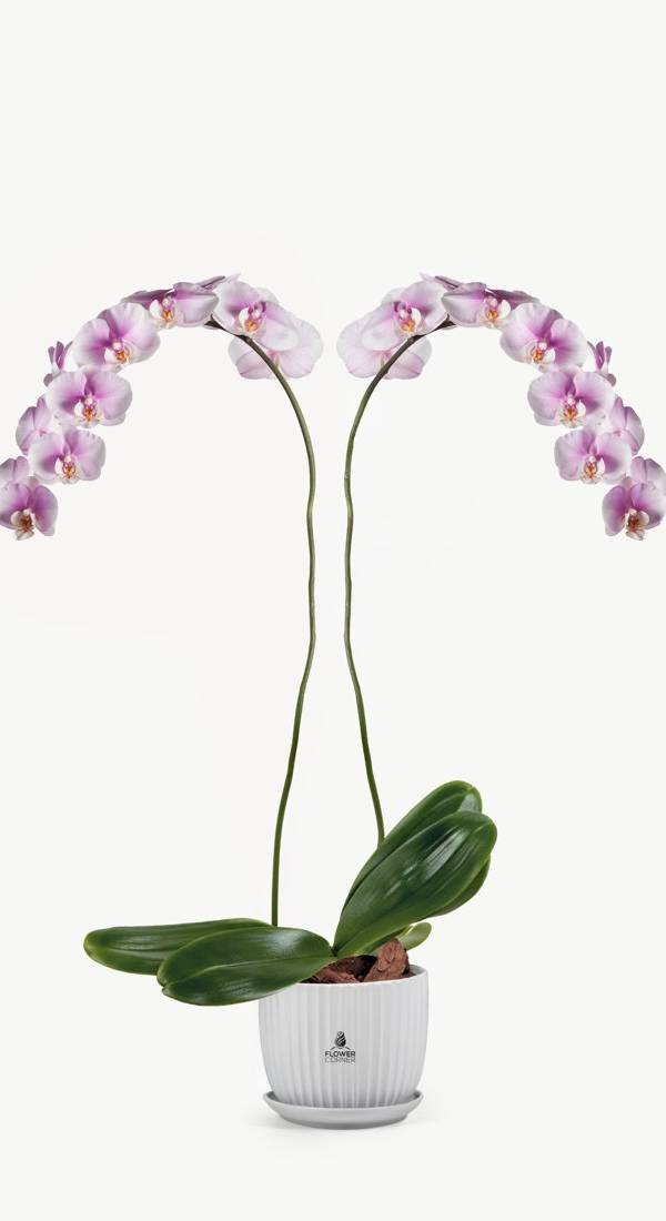 Blush Twin Orchid