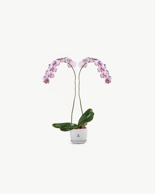 Blush Twin Orchid