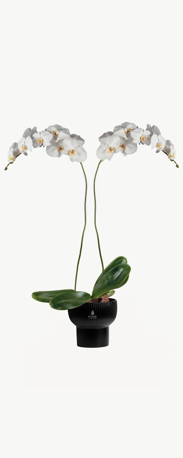 Midnight White Orchid
