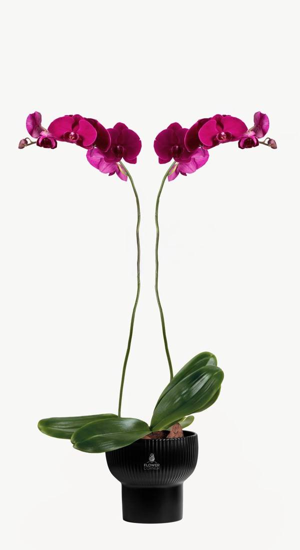 Fuchsia Noir Orchid