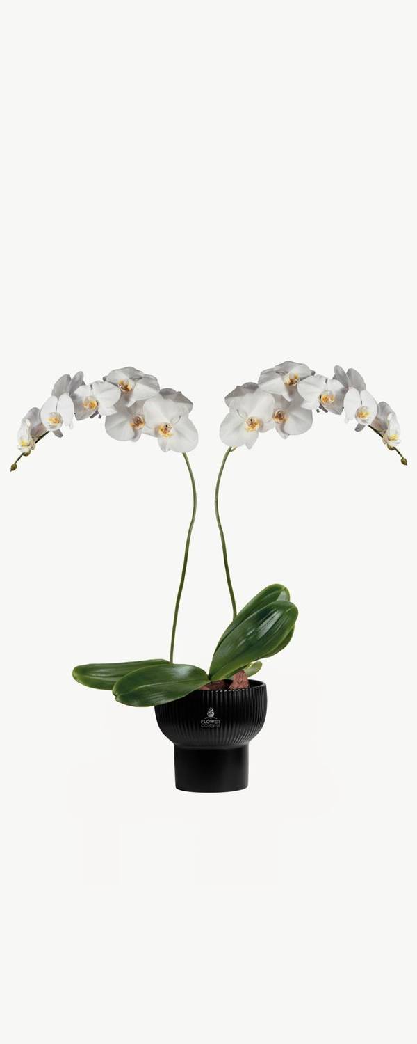 Twin White Orchid