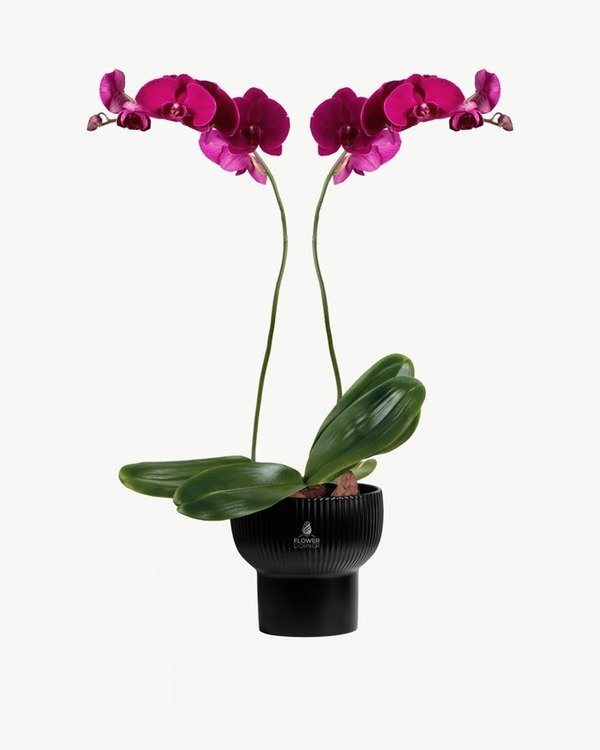 Magenta Orchid Duo