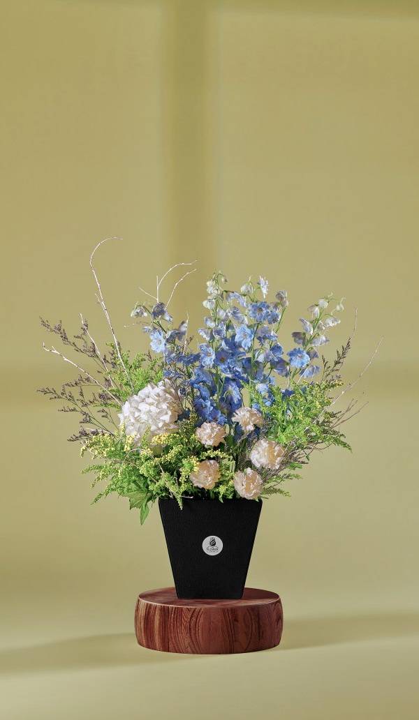 Delphinium Dream Box
