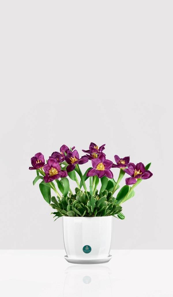 Purple Tulip White Ceramic Pot