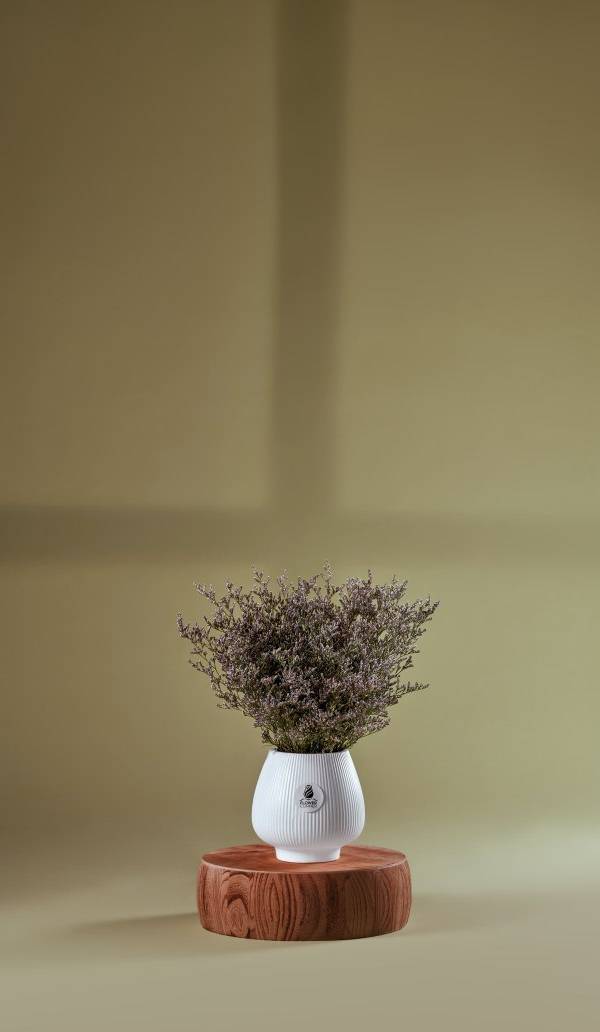 Whisper of Limonium