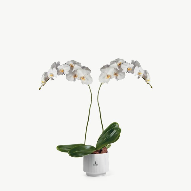 White orchid duo — white pot